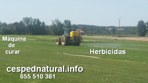 Uso de herbicidas para malas hierbas
