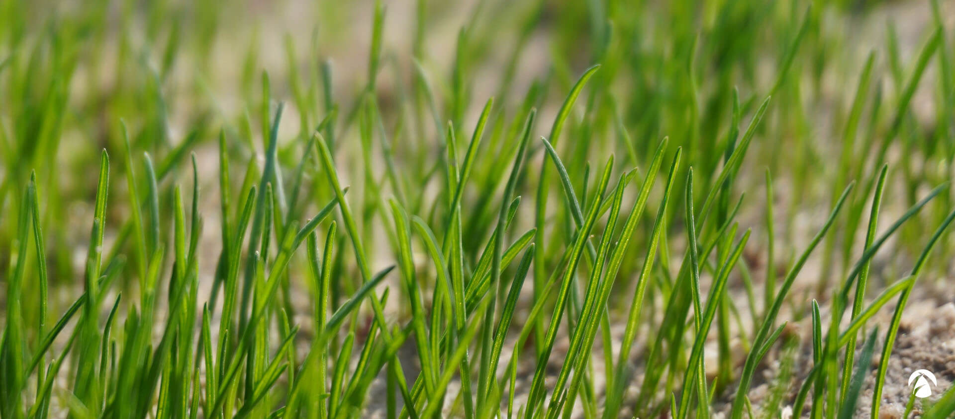 Semillas de césped natural