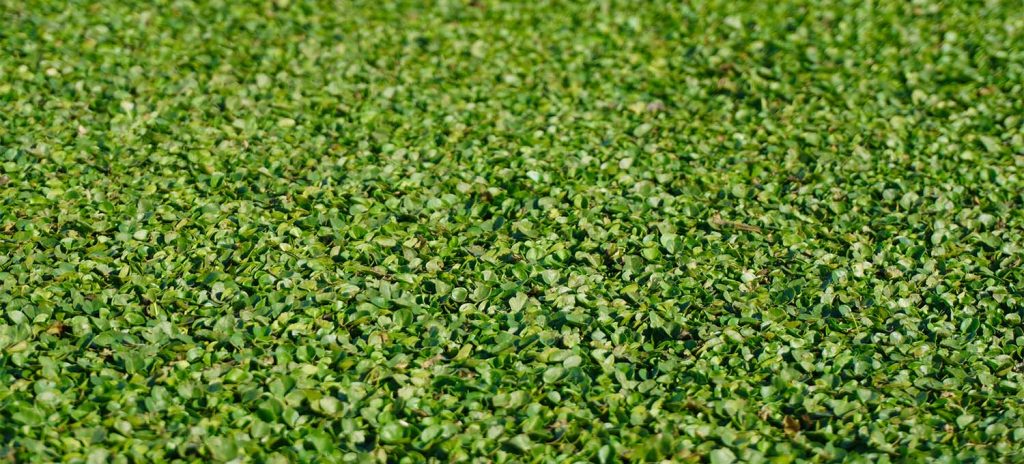 Variedad de cesped Dichondra Repens