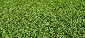 Variedad de cesped Dichondra Repens