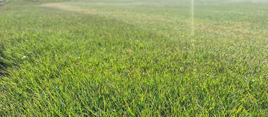 variedad de cesped Bermuda hibrida